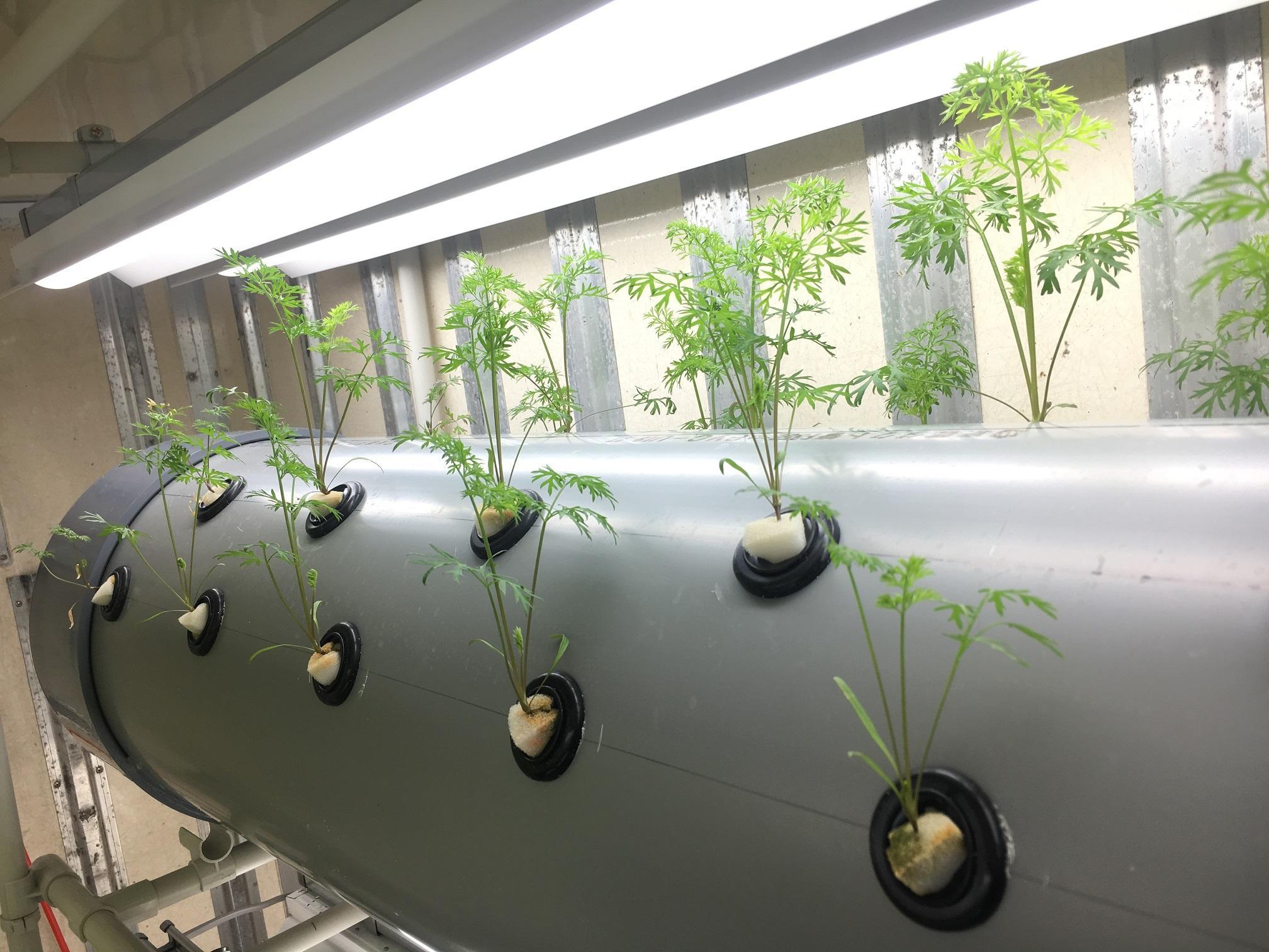 Test equipment for the cultivation system using mists