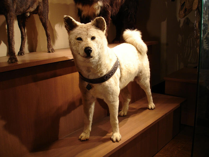 The stuffed Akita dog on exhibition on the second floor of the Science Museum's Japan Gallery, also known as 