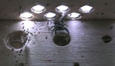 Many dead fruit flies in the jumping spider’s habitat