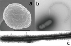 Hyperthermophiles – microorganisms living near hydrothermal vents in the deep sea: (A) Thermococcus (B) Thermosulfidibacter takaii (C) Methanopyrus kandleri (courtesy: Ken Takai/JAMSTEC)