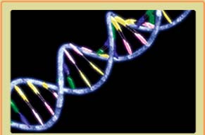 DNA Double Helix