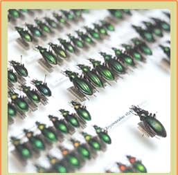 Samples of ground beetles