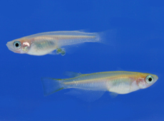 Rice fish from the group grown for use in space experiments. (Courtesy: University of Tokyo) 