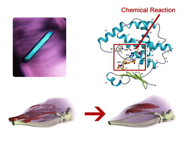 Protein involved in muscular dystrophy, and muscle atrophy reduced by the protein (courtesy: Dr. Yoshihiro Urade, Osaka Bioscience Institute)
