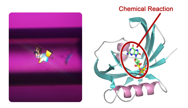 Protein involved in inhibition of cancer proliferation (courtesy: Prof. Yuriko Yamagata, Kumamoto University)