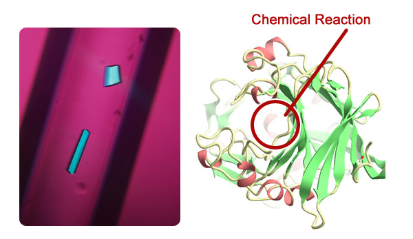Protein expected to be used in bioenergy production (courtesy: Dr. Koji Inaka, Maruwa Foods and Biosciences, Inc)