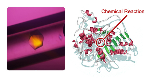 Protein that degrades nylon oligomer (courtesy: Prof. Yoshiki Higuchi, University of Hyogo)