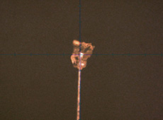 Optical microscope photo of Itokawa dust particles supported by 5-µm-diameter carbon fibers (courtesy: Osaka University/JAXA)