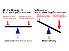 Figure 1 (courtesy of the University of Tokushima)
