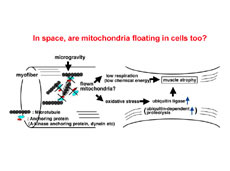 Figure 2 (courtesy of the University of Tokushima)