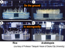 Figure 1 (courtesy of Professor Takayuki Hoson of Osaka City University)