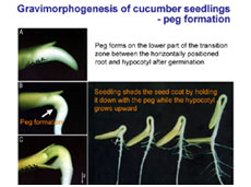 Figure 2 (courtesy of Tohoku University)