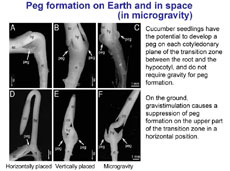 Figure 3 (courtesy of Tohoku University)