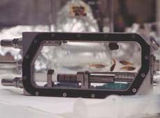 Japanese medaka fish inside IML-2 laboratory equipment