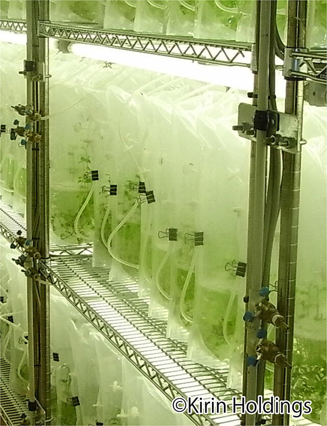 Fig. 1 Cultivation in plastic culture bags on the ground